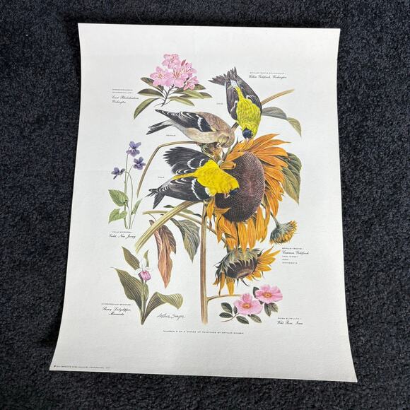 Arthur Singer Portfolio of Bird Prints Complete Set (8) - Vintage Botanical Art - Picture 7 of 16